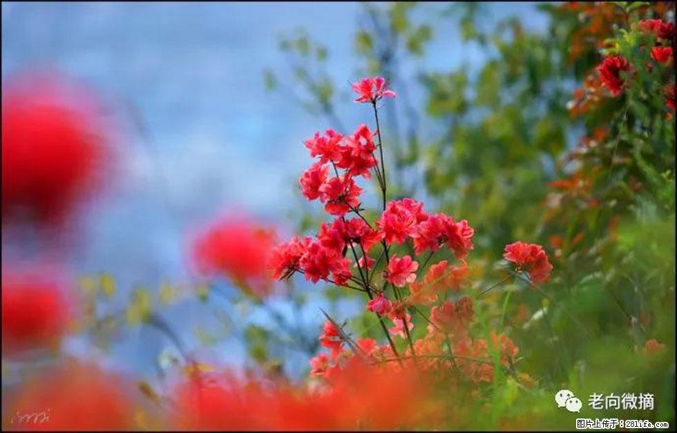 【春天，广西桂林灌阳县向您发出邀请！】登麒麟山，相约映山红 - 游山玩水 - 揭阳生活社区 - 揭阳28生活网 jy.28life.com