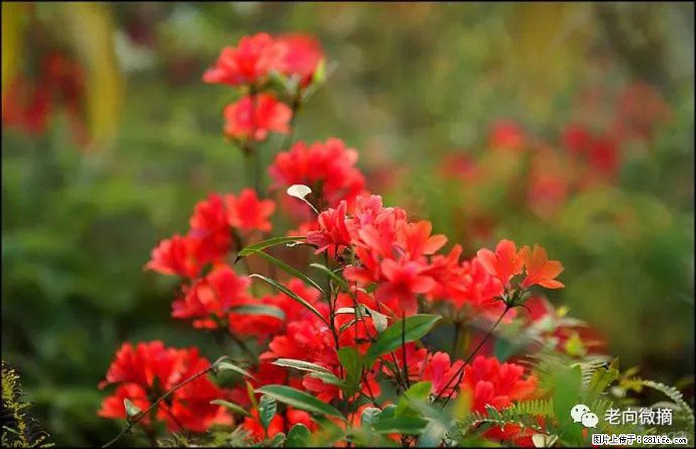 【春天，广西桂林灌阳县向您发出邀请！】登麒麟山，相约映山红 - 游山玩水 - 揭阳生活社区 - 揭阳28生活网 jy.28life.com