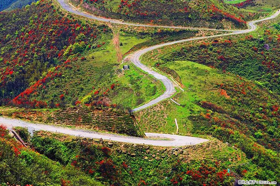 【春天，广西桂林灌阳县向您发出邀请！】春木界上映山红 - 游山玩水 - 揭阳生活社区 - 揭阳28生活网 jy.28life.com