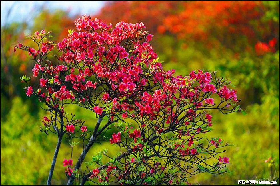 【春天，广西桂林灌阳县向您发出邀请！】春木界上映山红 - 游山玩水 - 揭阳生活社区 - 揭阳28生活网 jy.28life.com