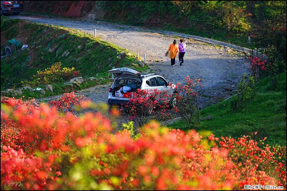 【春天，广西桂林灌阳县向您发出邀请！】春木界上映山红 - 游山玩水 - 揭阳生活社区 - 揭阳28生活网 jy.28life.com