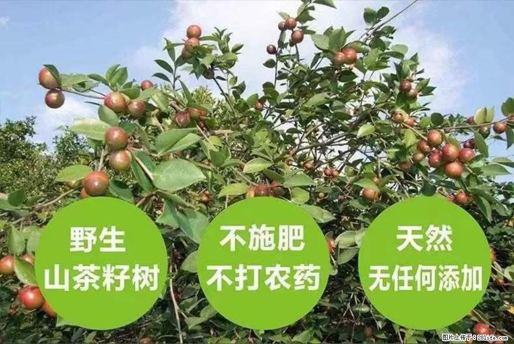 【灌阳县油茶产业示范区】一个有着充实的精神生活的人，对待身外之物自会有一种淡泊的态度 - 土特产 - 饮食特产 - 揭阳分类信息 - 揭阳28生活网 jy.28life.com