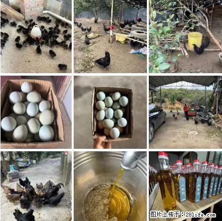 油茶园从小鸡仔开始养起的纯土鸡、土鸡蛋可以预定啦！还有前几天刚榨的纯山茶油哦 - 土特产 - 饮食特产 - 揭阳分类信息 - 揭阳28生活网 jy.28life.com