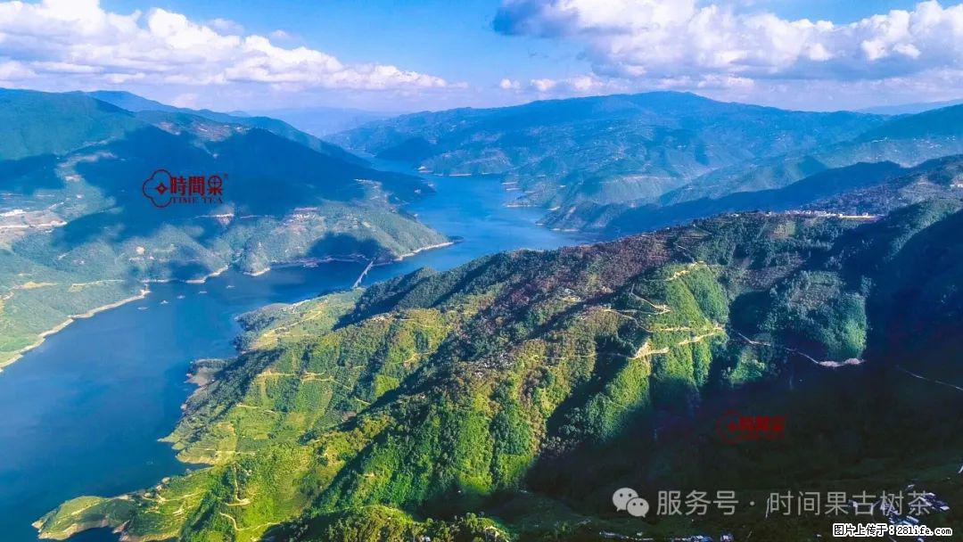 时间果百年古树龙珠普洱生茶 - 购物交流 - 揭阳生活社区 - 揭阳28生活网 jy.28life.com