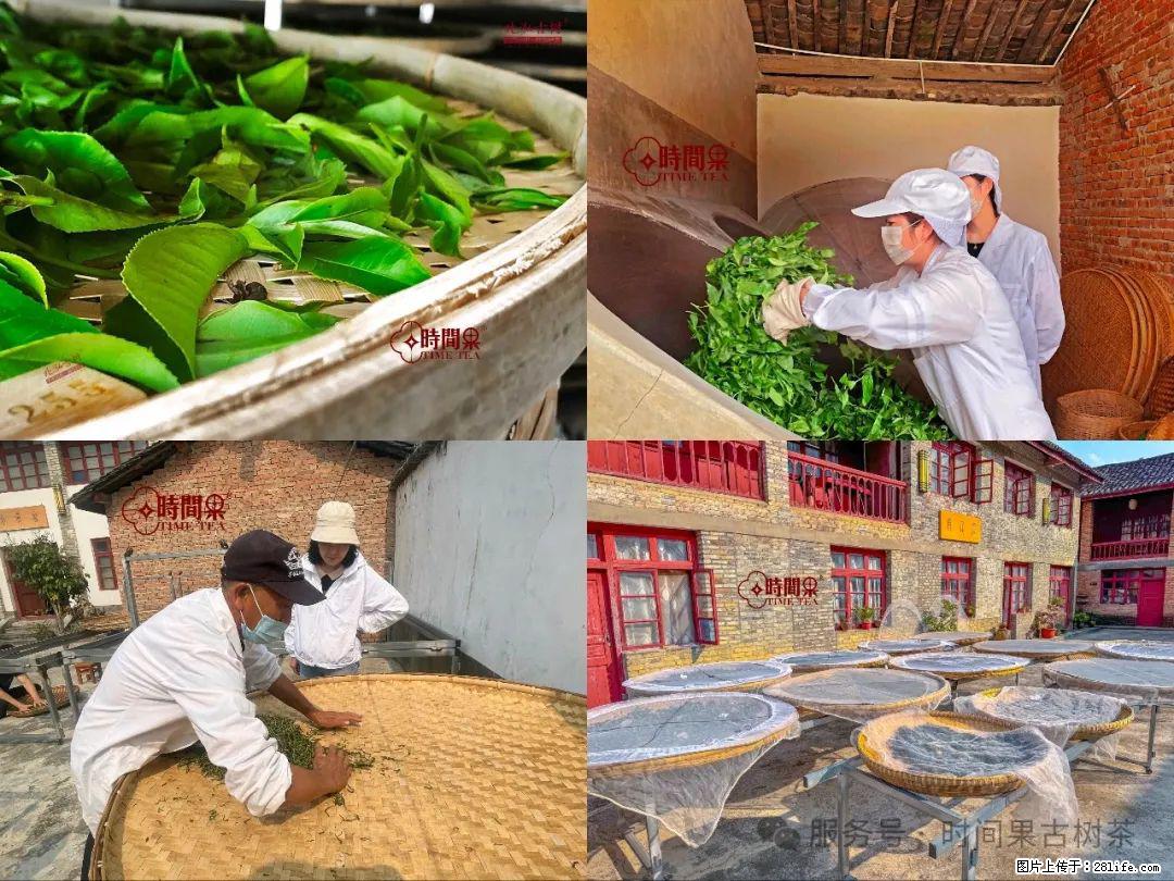 时间果百年古树龙珠普洱生茶 - 购物交流 - 揭阳生活社区 - 揭阳28生活网 jy.28life.com