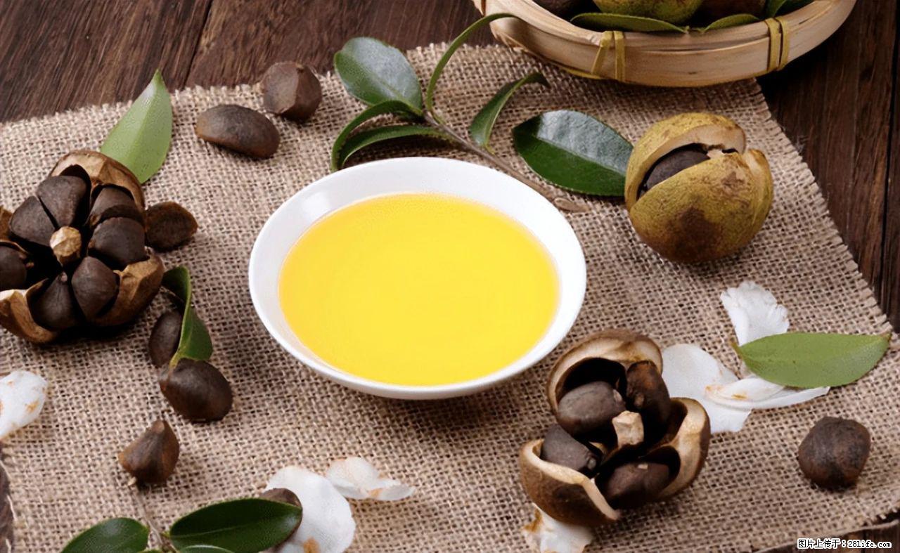 揭秘茶油的5大核心营养成分!被称为人体健康的“守护盾”! - 揭阳生活资讯 - 揭阳28生活网 jy.28life.com