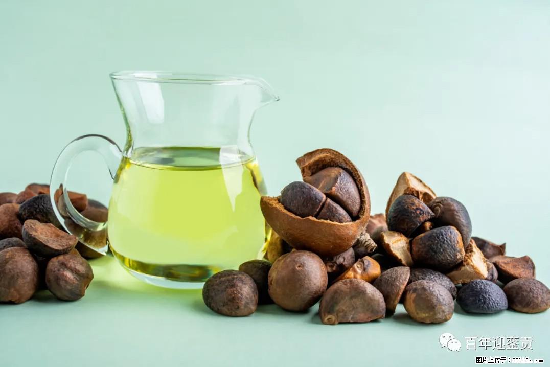 世界没有真相，只有认知，最好的食用油是中国的山茶油！ - 揭阳生活资讯 - 揭阳28生活网 jy.28life.com