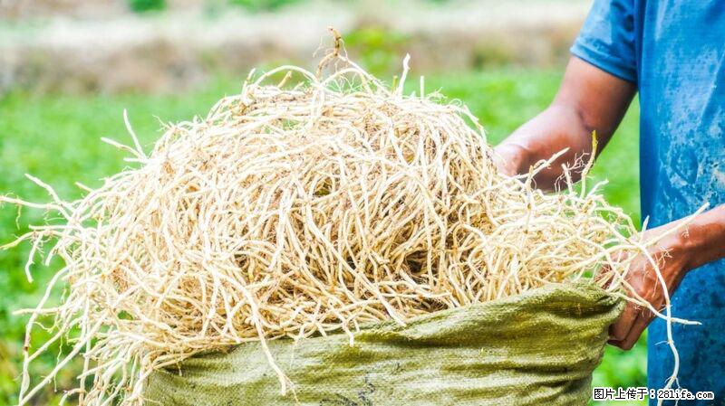 堪称“最难吃”的蔬菜，却是 “抗辐射神器”，还能护肺、清热、止咳化痰！ - 揭阳生活资讯 - 揭阳28生活网 jy.28life.com