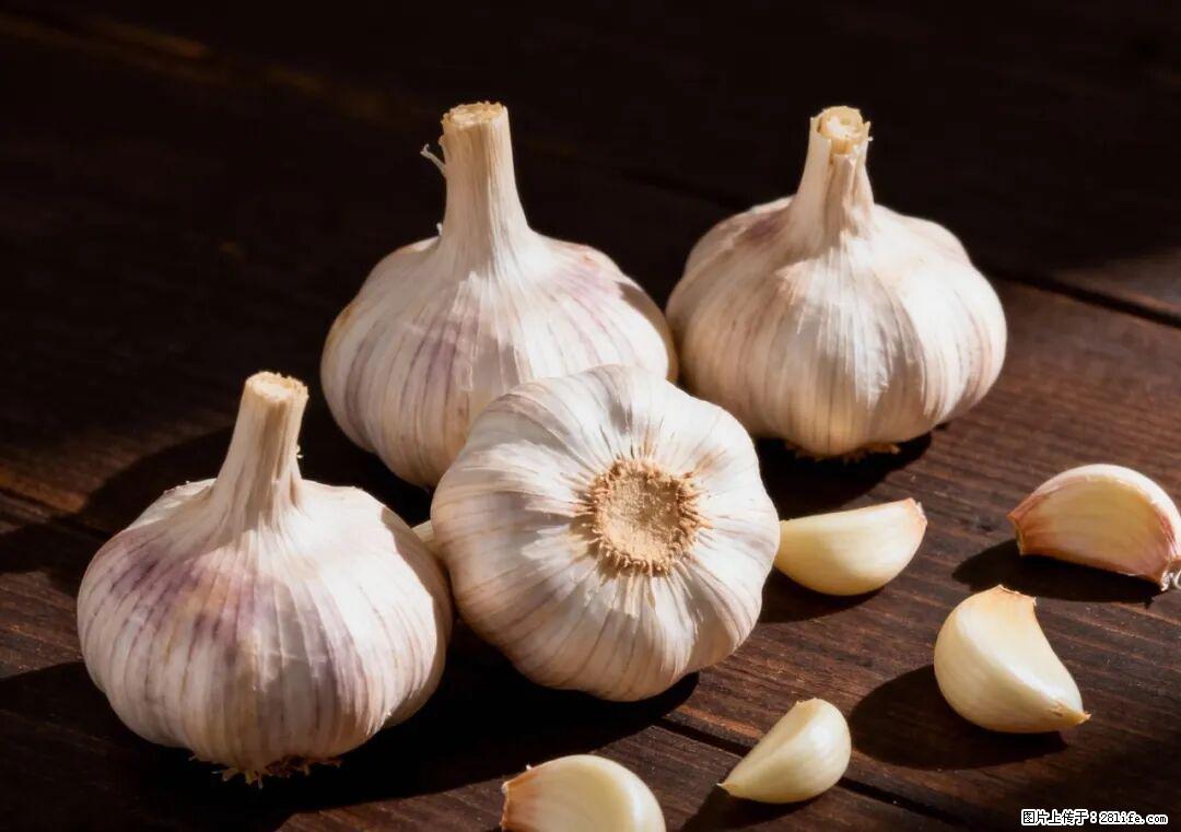 关于大蒜，除了“天然抗生素”，这4个谣言更该警惕! - 揭阳生活资讯 - 揭阳28生活网 jy.28life.com