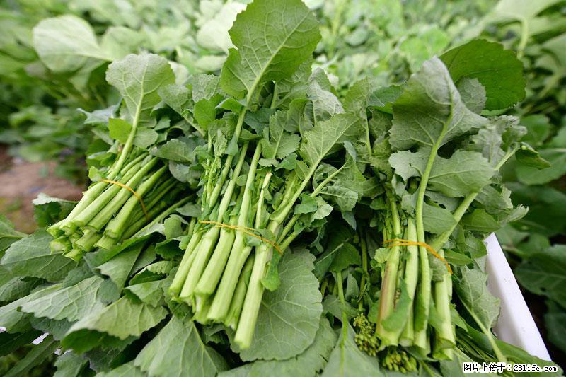 这些蔬菜是“天然钙片”，这6种被医生重点推荐 - 揭阳生活资讯 - 揭阳28生活网 jy.28life.com
